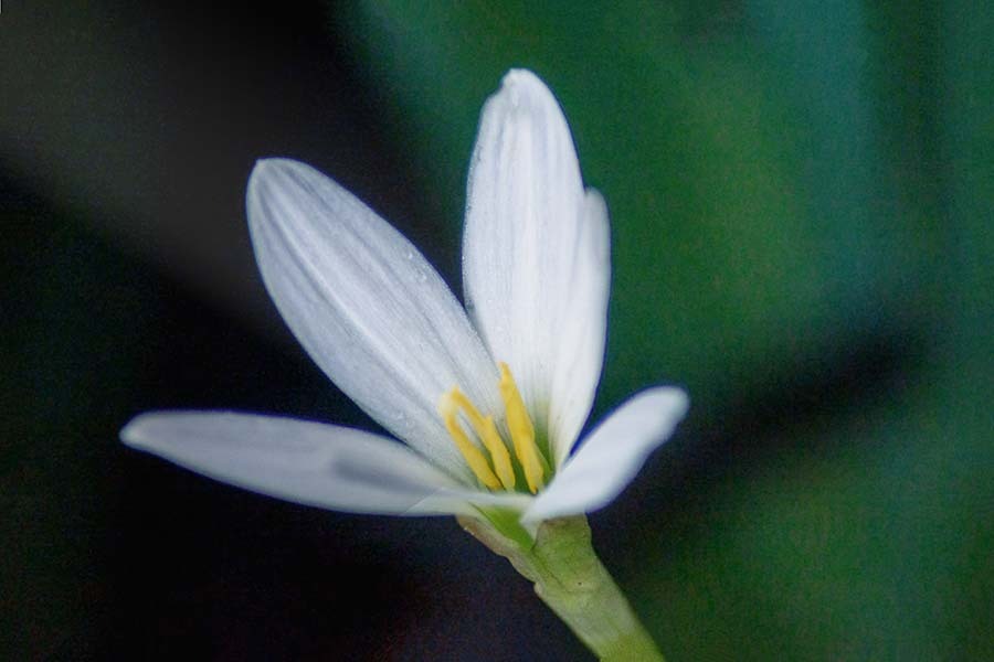 DSC02566. 玉すだれ