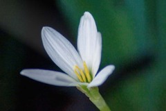 DSC02566. 玉すだれ