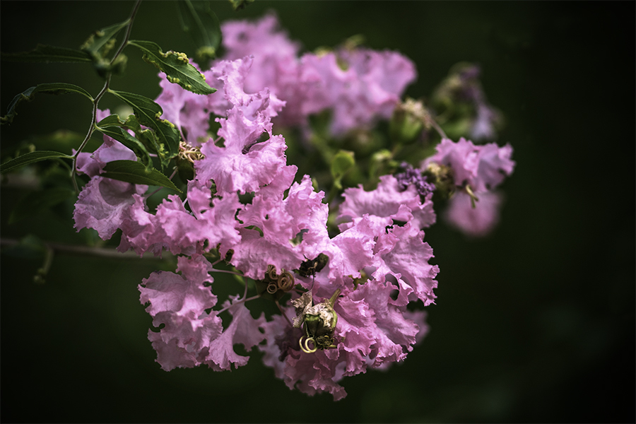 DSC01006  百日紅-4