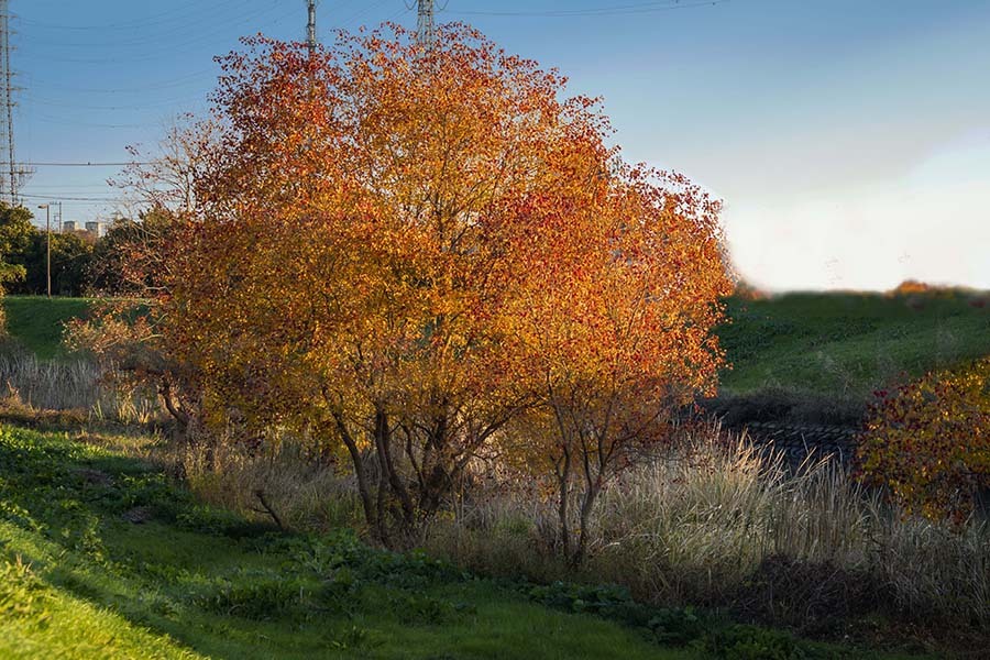 DSC00543 朝の河川敷