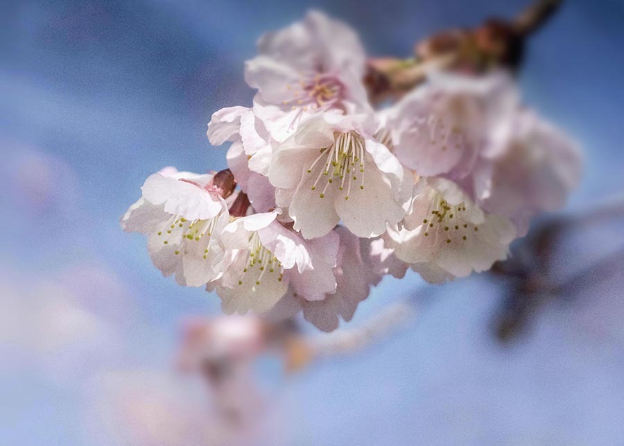 DSC02161  安行桜 ウクライナに幸あれ