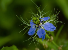 何の花？棘の花？