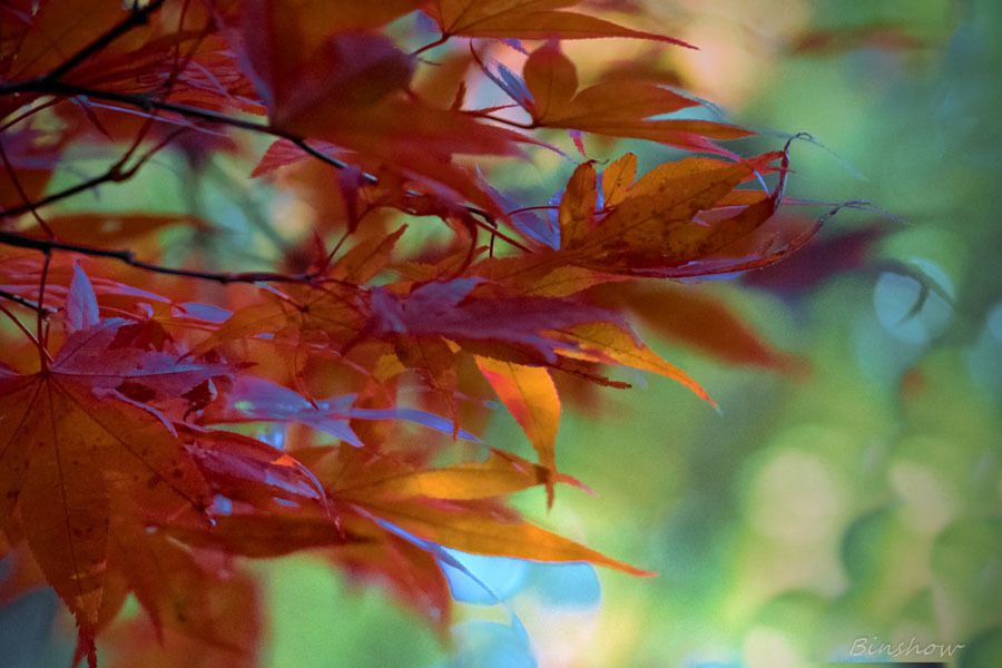 DSC04568-紅葉二番