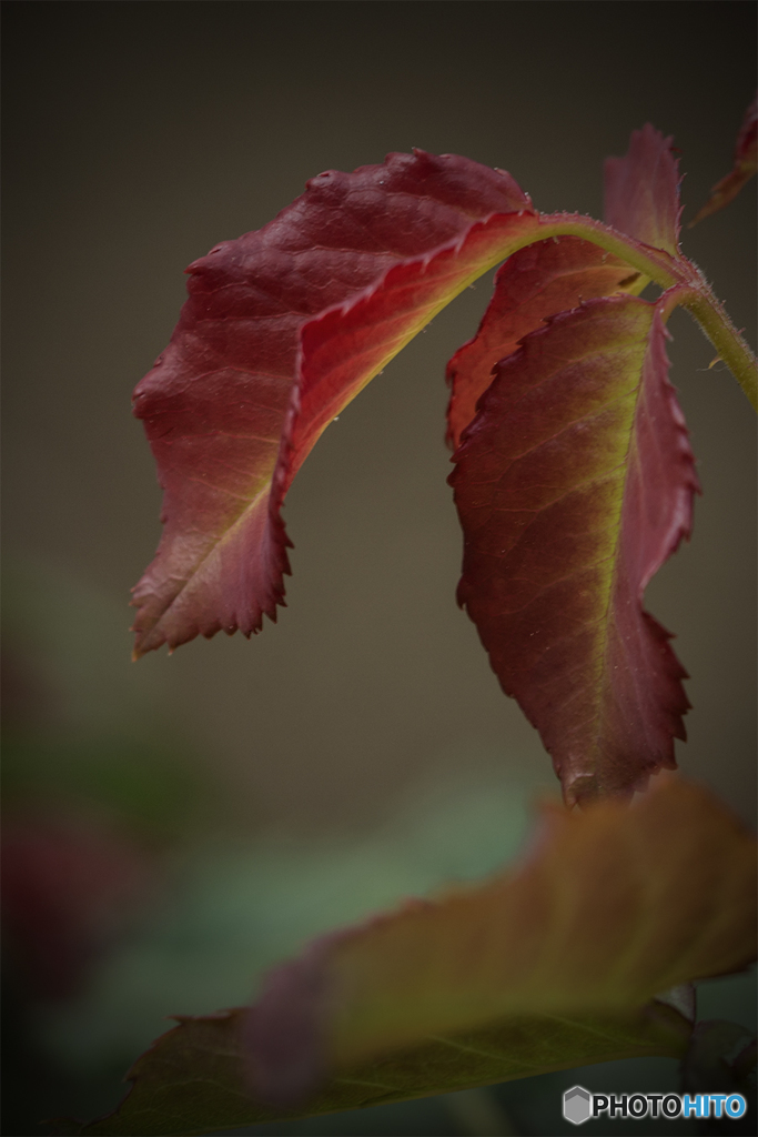 DSC06822.春に紅葉？jpg