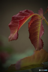 DSC06822.春に紅葉？jpg