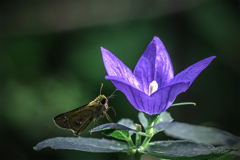 DSC01515-花と蝶？