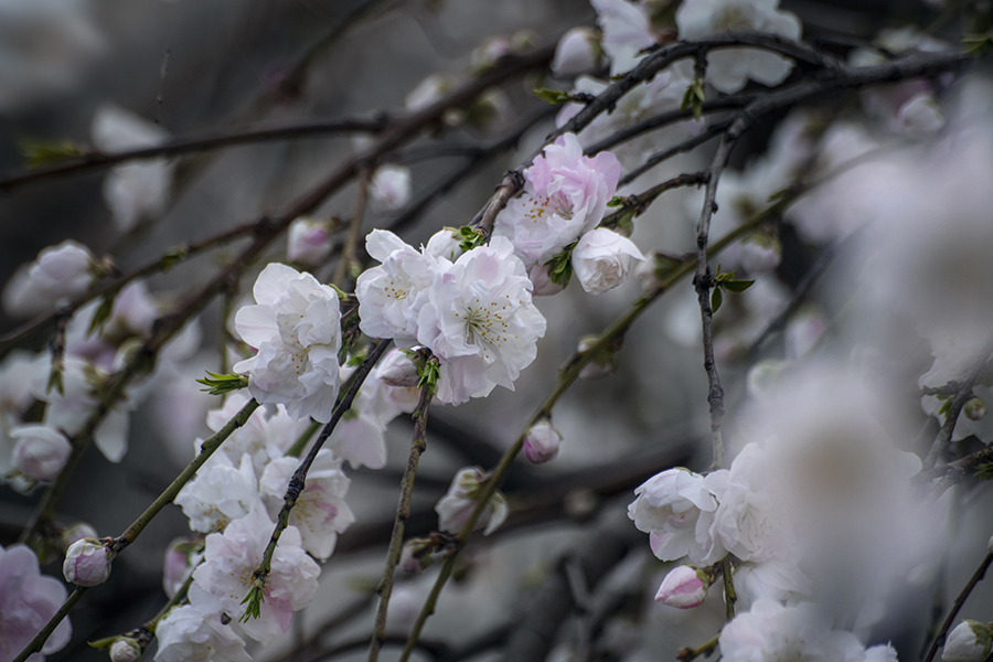 DSC05659-1 はな桃