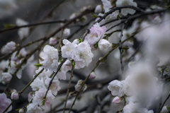 DSC05659-1 はな桃