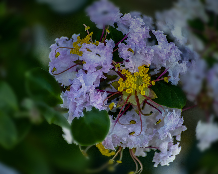 DSC03324 舞う如く