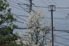 電線はいずれ地中に？