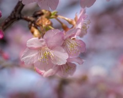DSC07441 咲けよ 華やげ　桜の子たち