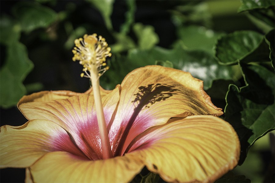 DSC01467  ハイビスカス蕊の影