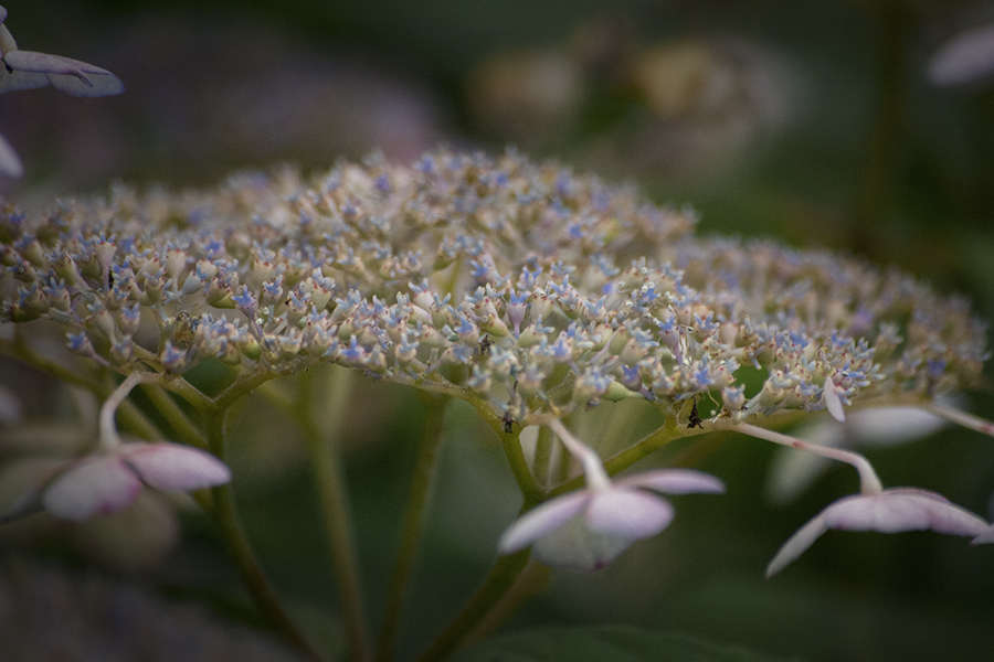 DSC03068 オヤこれは紫陽花小劇場？　