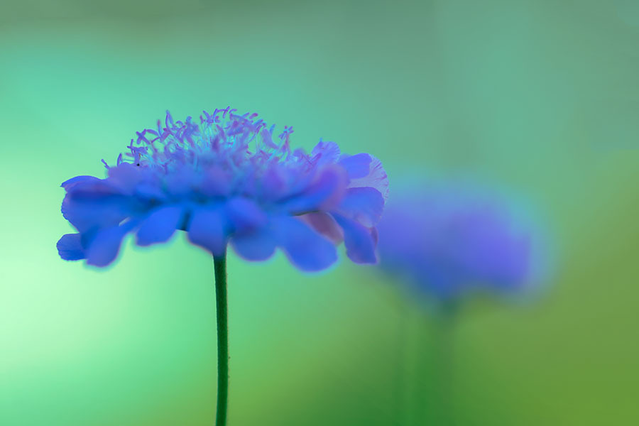 DSC05740 スカピオサ