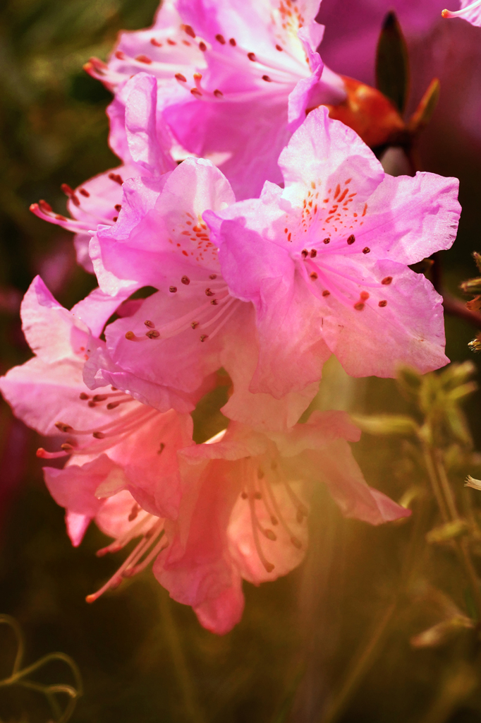 それぞれに咲く石楠花