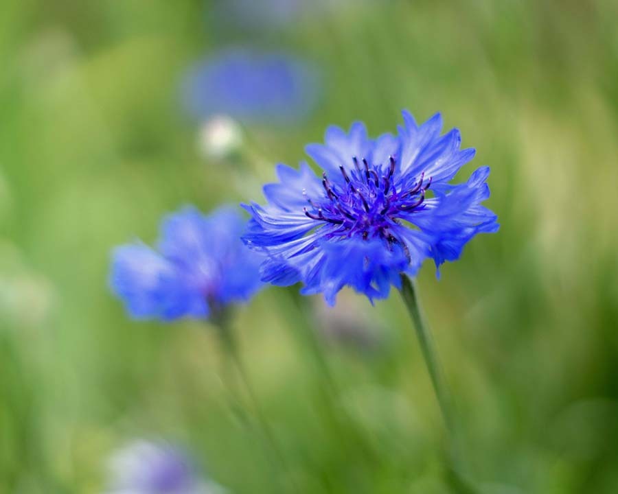 DSC09009. ヤグルマギク