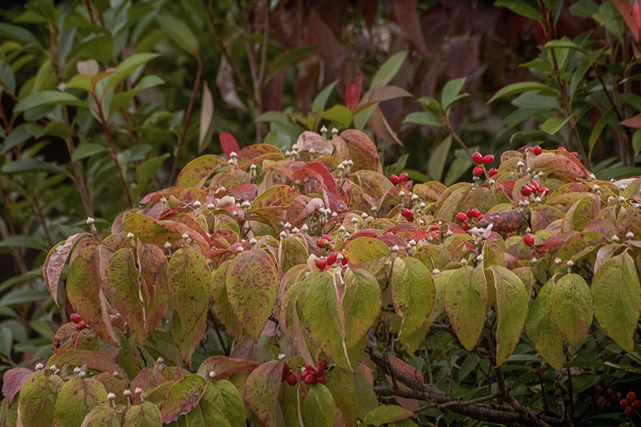 DSC08627. 日本の秋にハナミズキ映える.