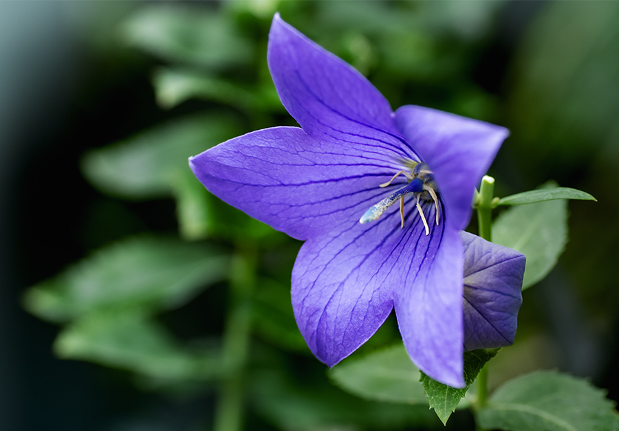 DSC04713.秋序章　これから淋しい秋です