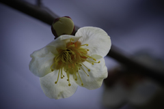DSC03490　陽光と梅一輪
