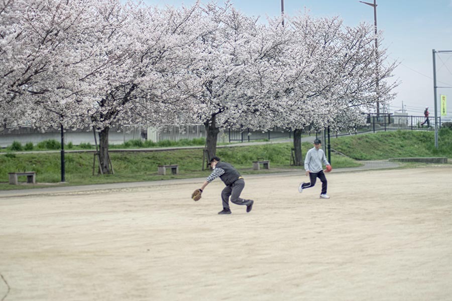 DSC00416.  桜満開？