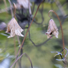 DSC09265. 枯れても可憐