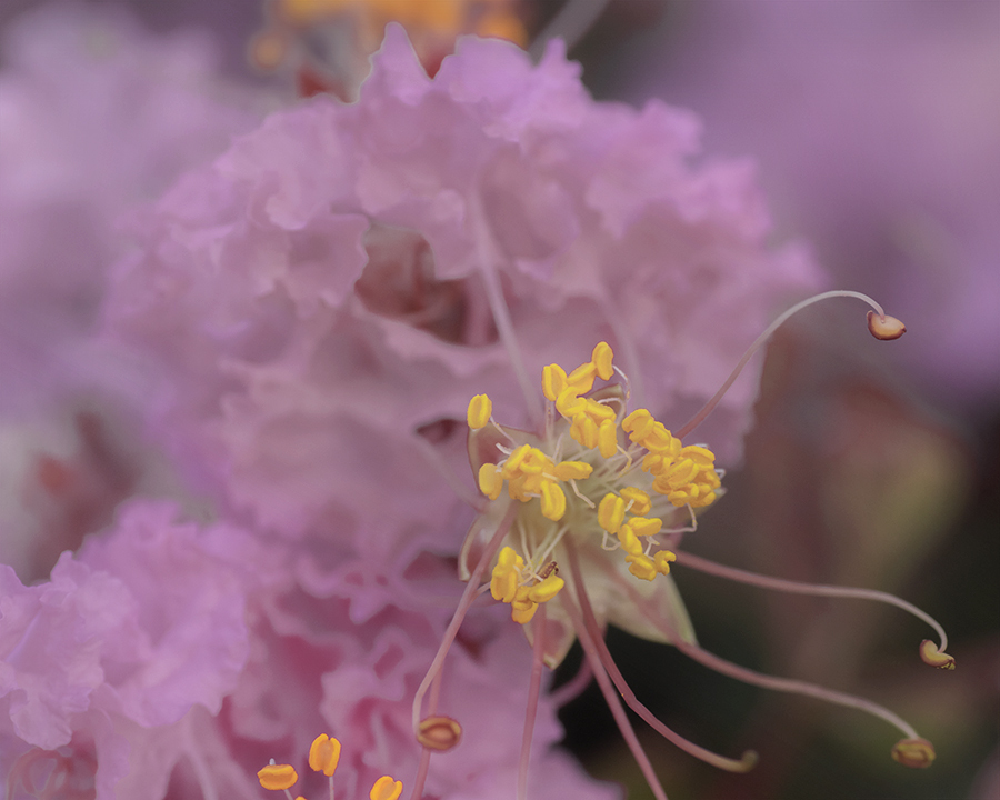 DSC04588. サルスベリの変身願望　jpg