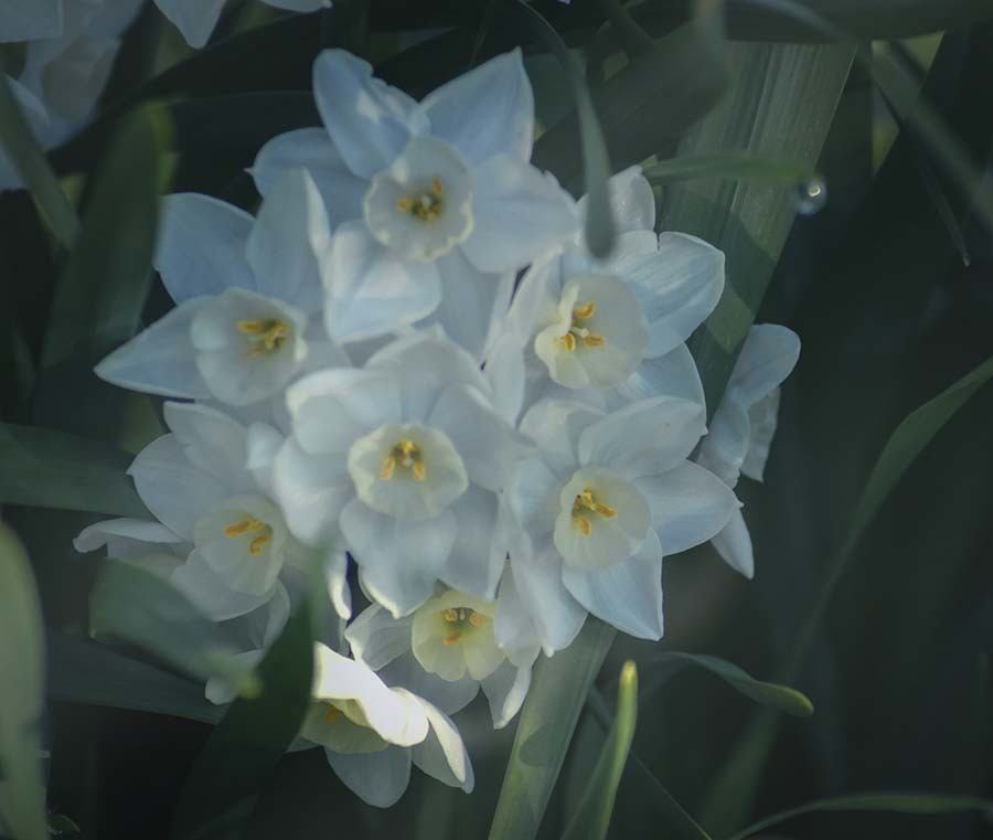 DSC00686 川辺で見つけた白い花