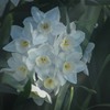 DSC00686 川辺で見つけた白い花