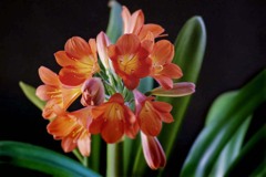 春の君子蘭DSC00437.