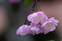 DSC05194. 花の素顔