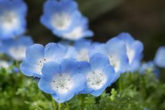 DSC05743 目覚めた花たち