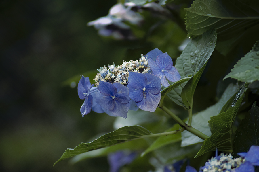 DSC01410 梅雨に入り 花に 味が出てきた　jpg