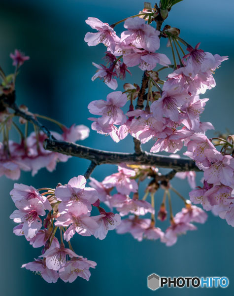 DSC08179-終りの河津桜-2