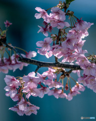 DSC08179-終りの河津桜-2