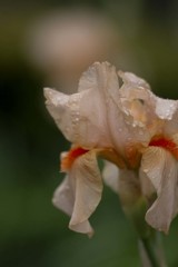 DSC01327 雨上がりの朝