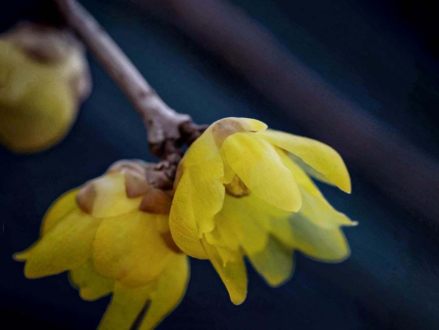 冬の華　DSC000033