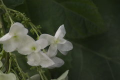カシワバ紫陽花の花