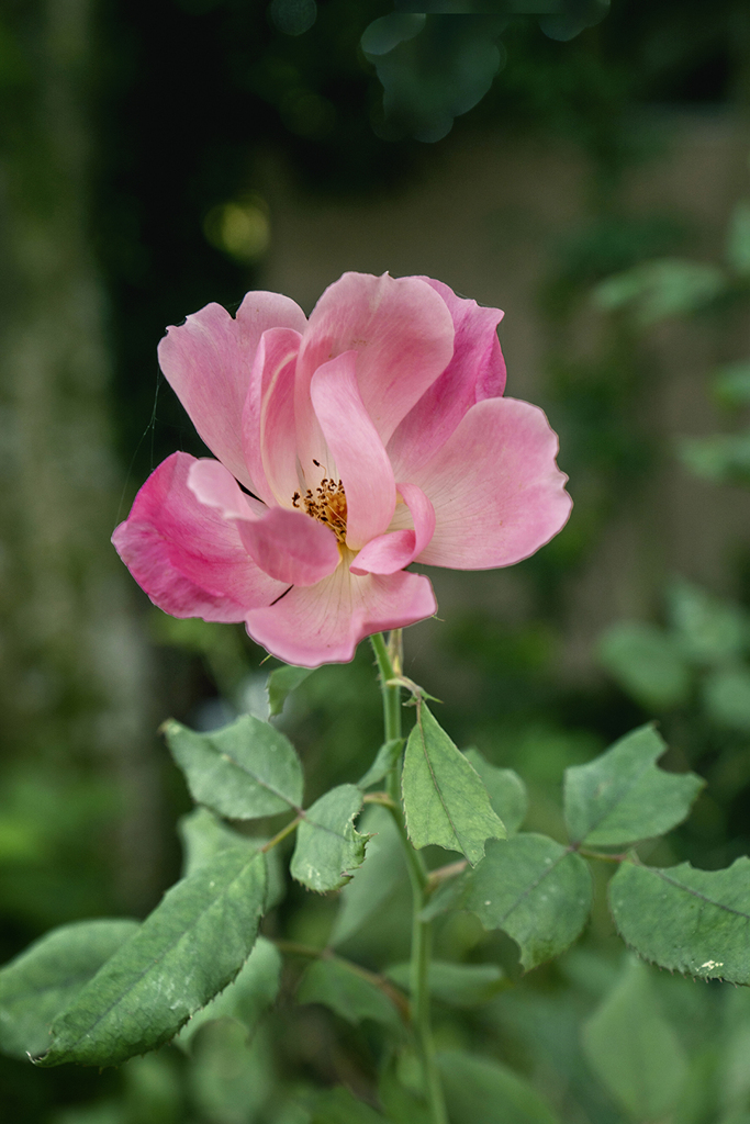 DSC08854. 花小径の薔薇