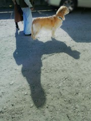 冬の影もよう　P1060256