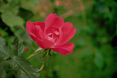 DSC08872. 赤い花