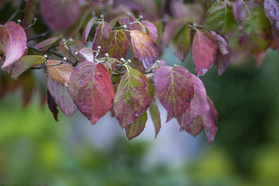 DSC04574  紅葉ハナミズキ