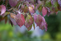 DSC04574  紅葉ハナミズキ