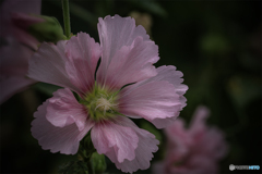 DSC06824 羽衣の如き花びら