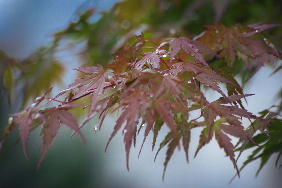 DSC09770.　五月雨に震える春モミジ