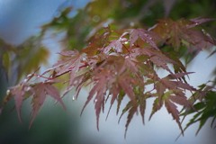 DSC09770.　五月雨に震える春モミジ