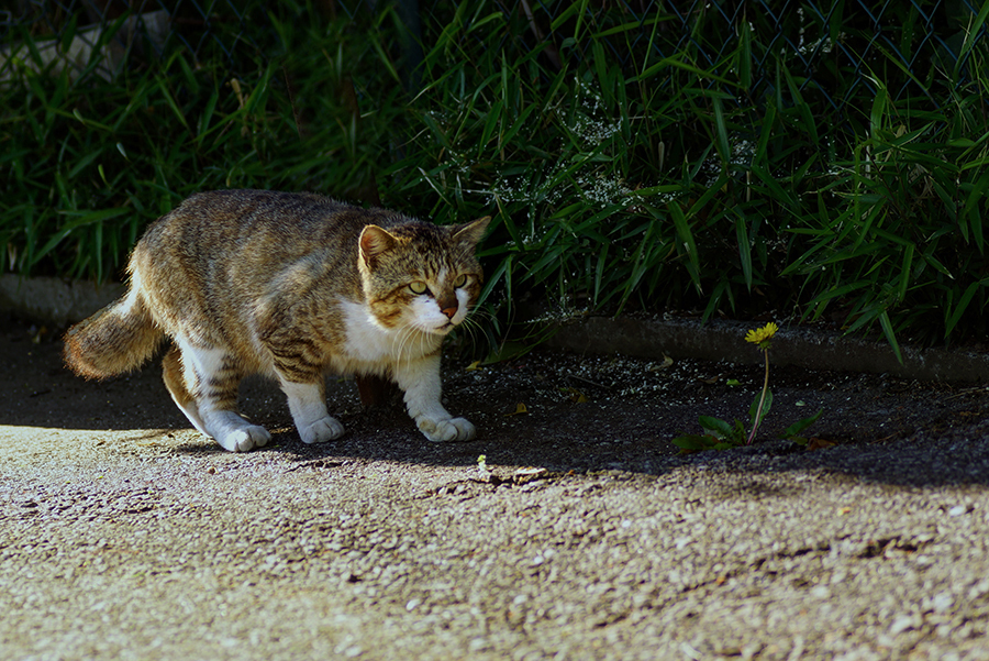 見回り DSC04692_