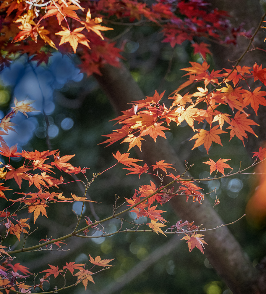 DSC09229. 森蔭の紅葉