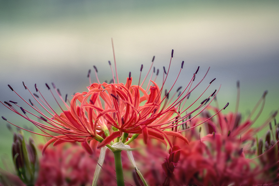 DSC04061  花曇りに映える