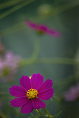 DSC00910. 花と茎の小さなワールド