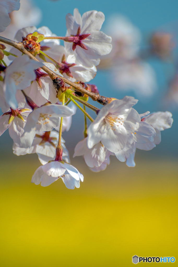 20170406-DSC00010-お花畑は春うらら